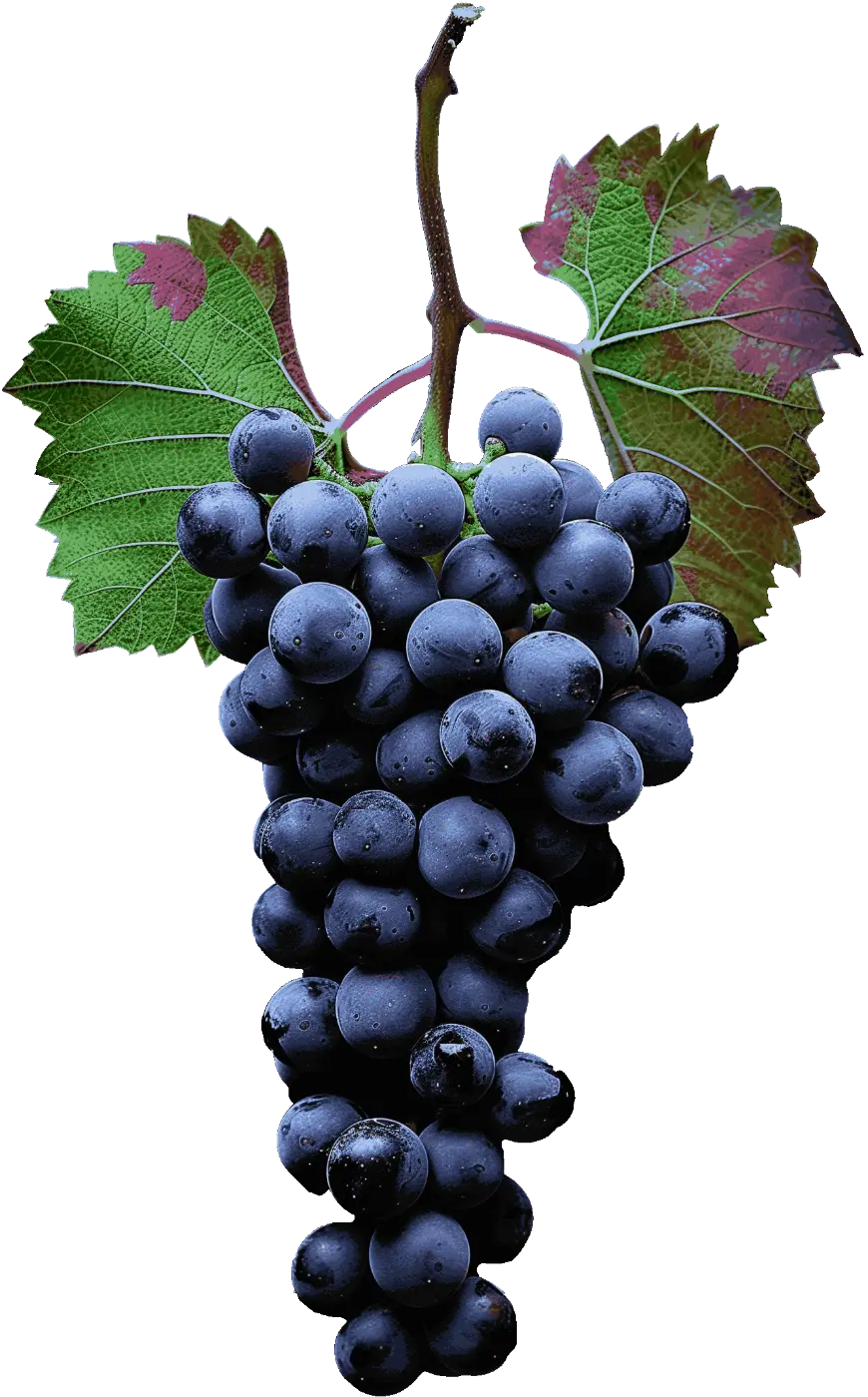The same grapes photo automatically reduced to 34 colors by ColorSmith
